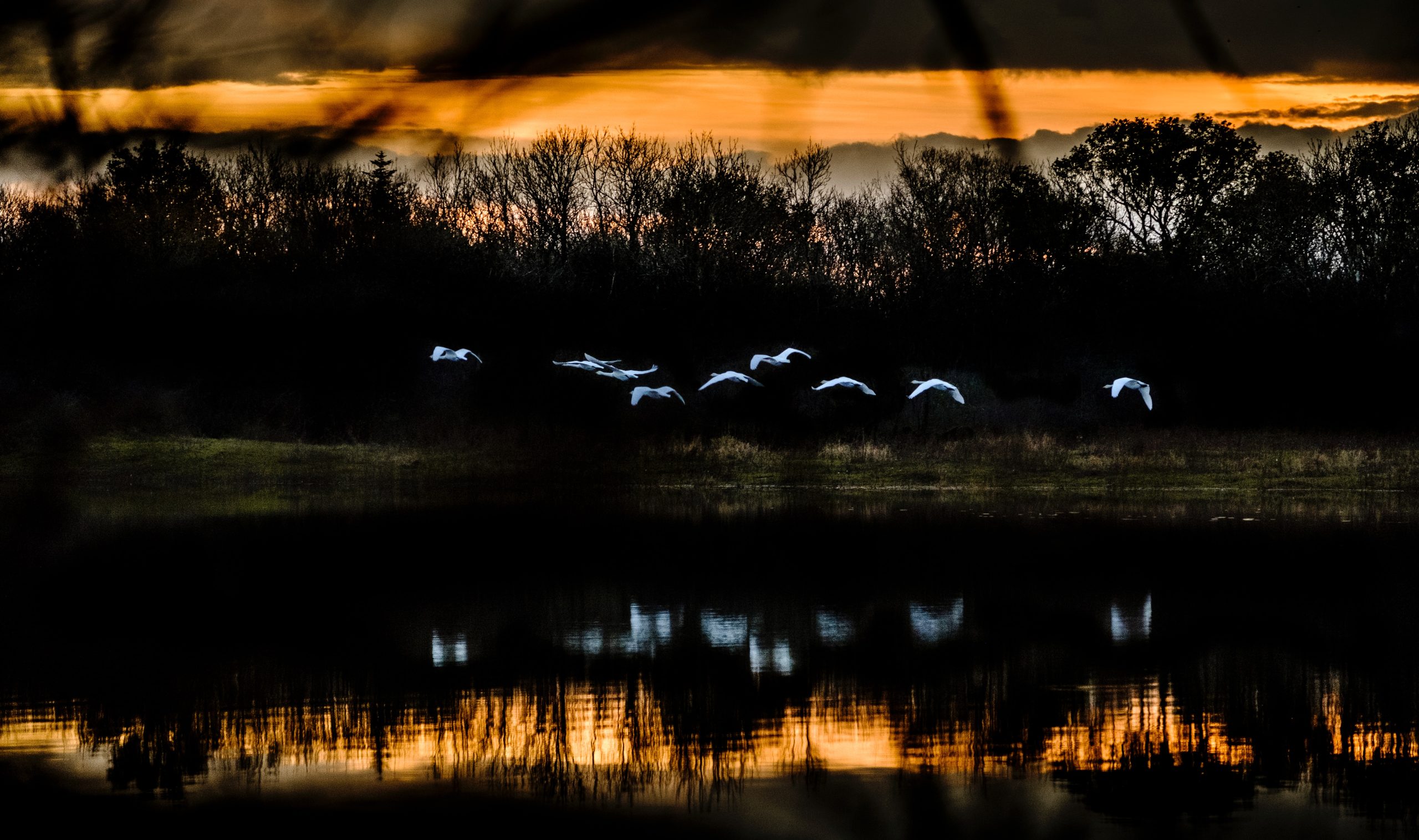 Entropy remix. Фото животные в отражении воды. Swans reflecting Elephants.